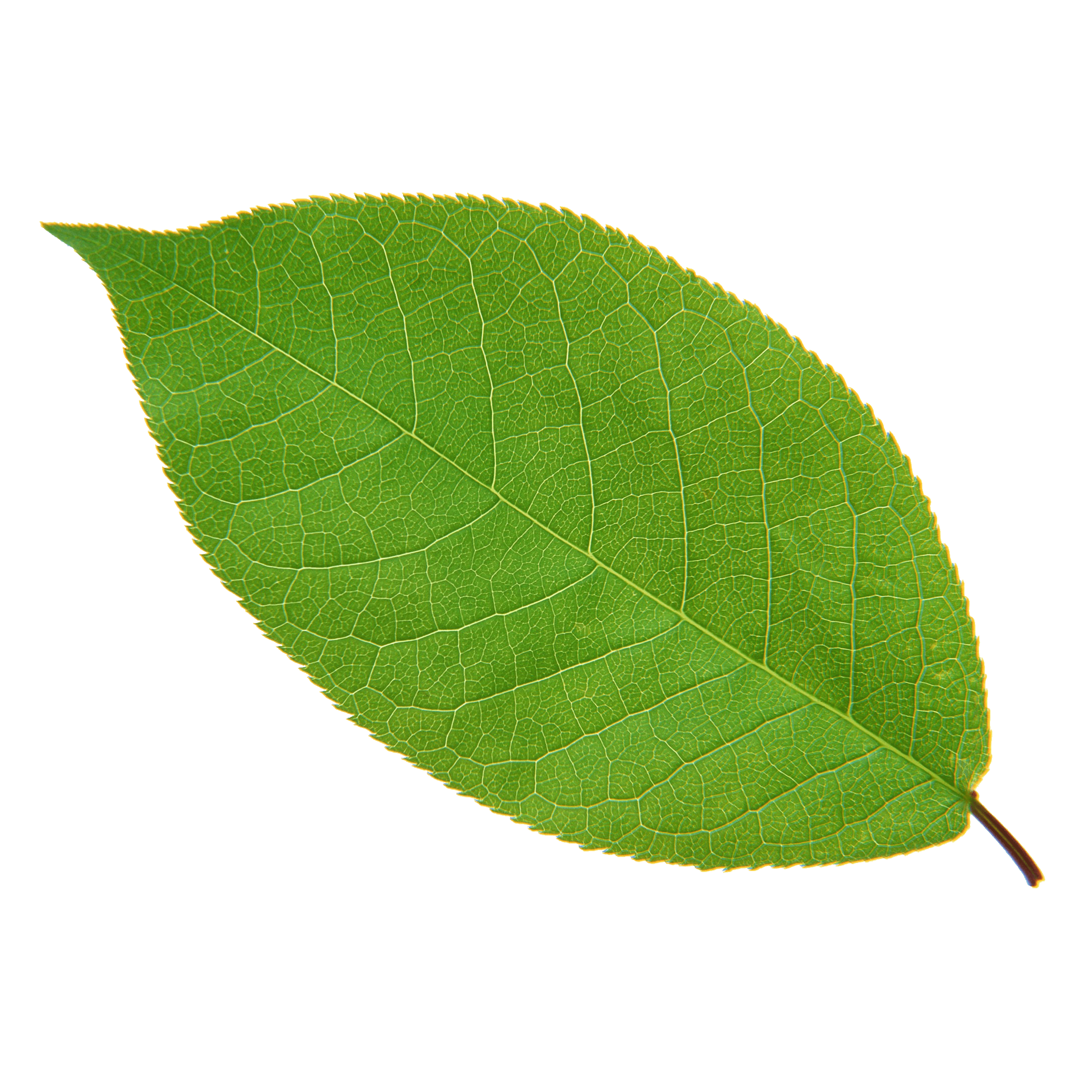 A single green leaf with a smooth texture set against a plain background.