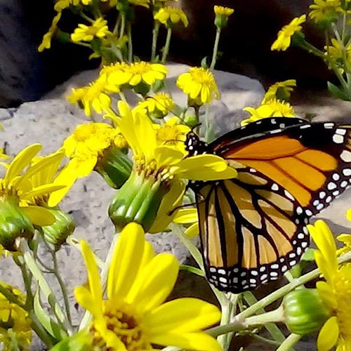 A monarch butterfly perched on a cluster of vibrant yellow flowers against a rocky background.