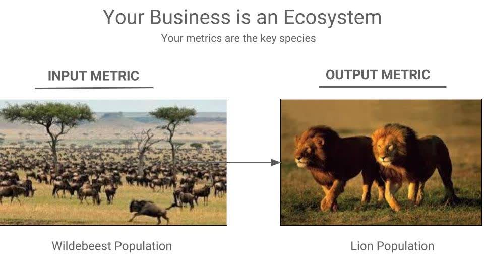 Your business is an ecosystem