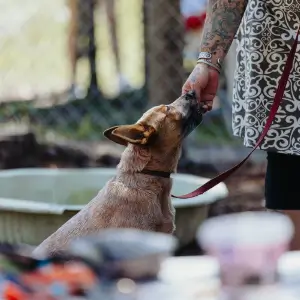 a small brown puppy on lead is receving a treat after successfully completing a task