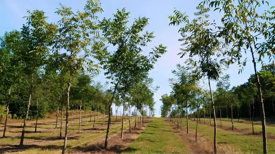 Most Profitable Wood Trees to Grow in India.webp