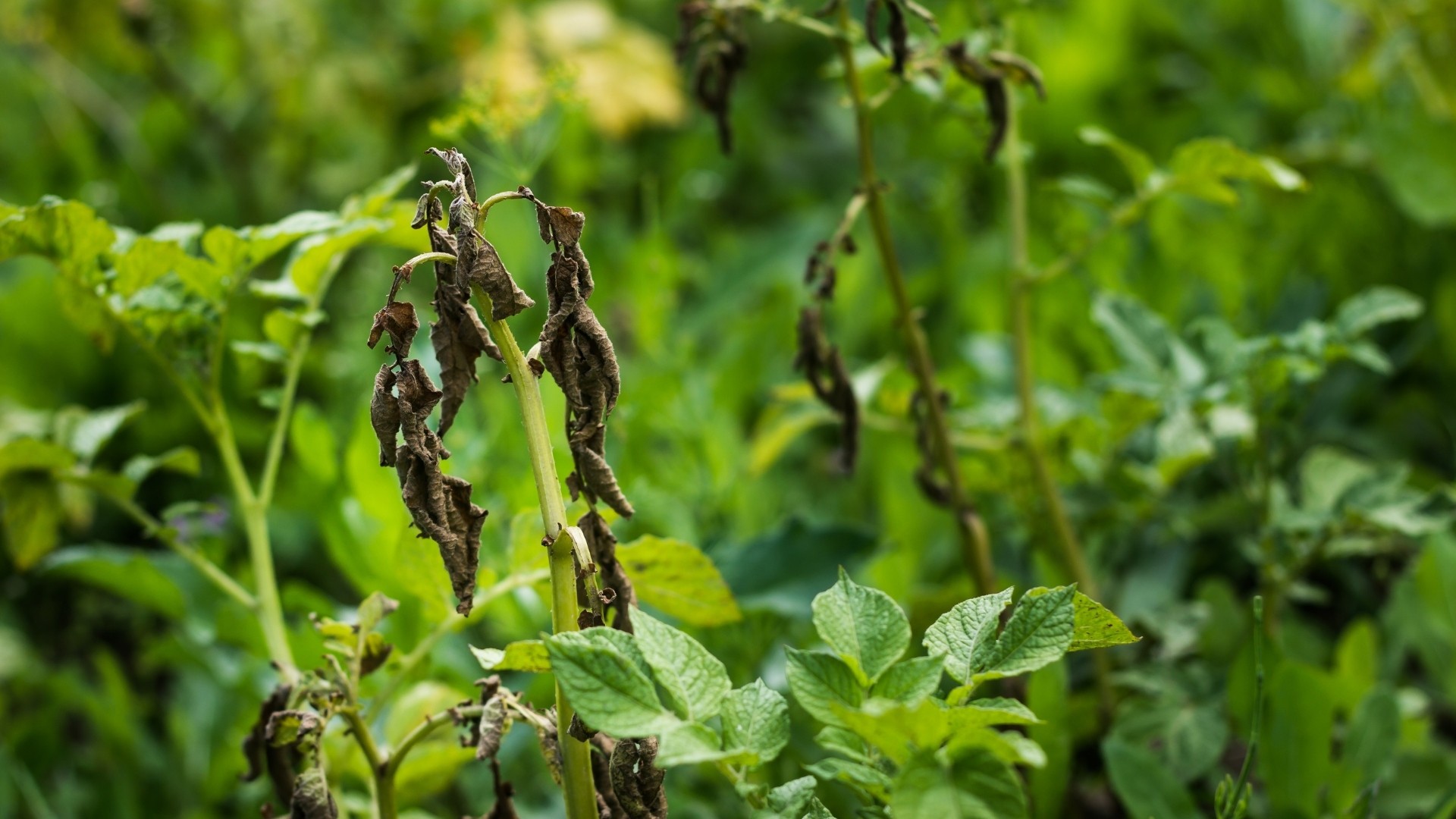 Classification Based on Plant Parts Affected