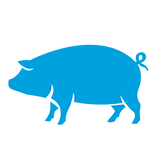 Swine Icon