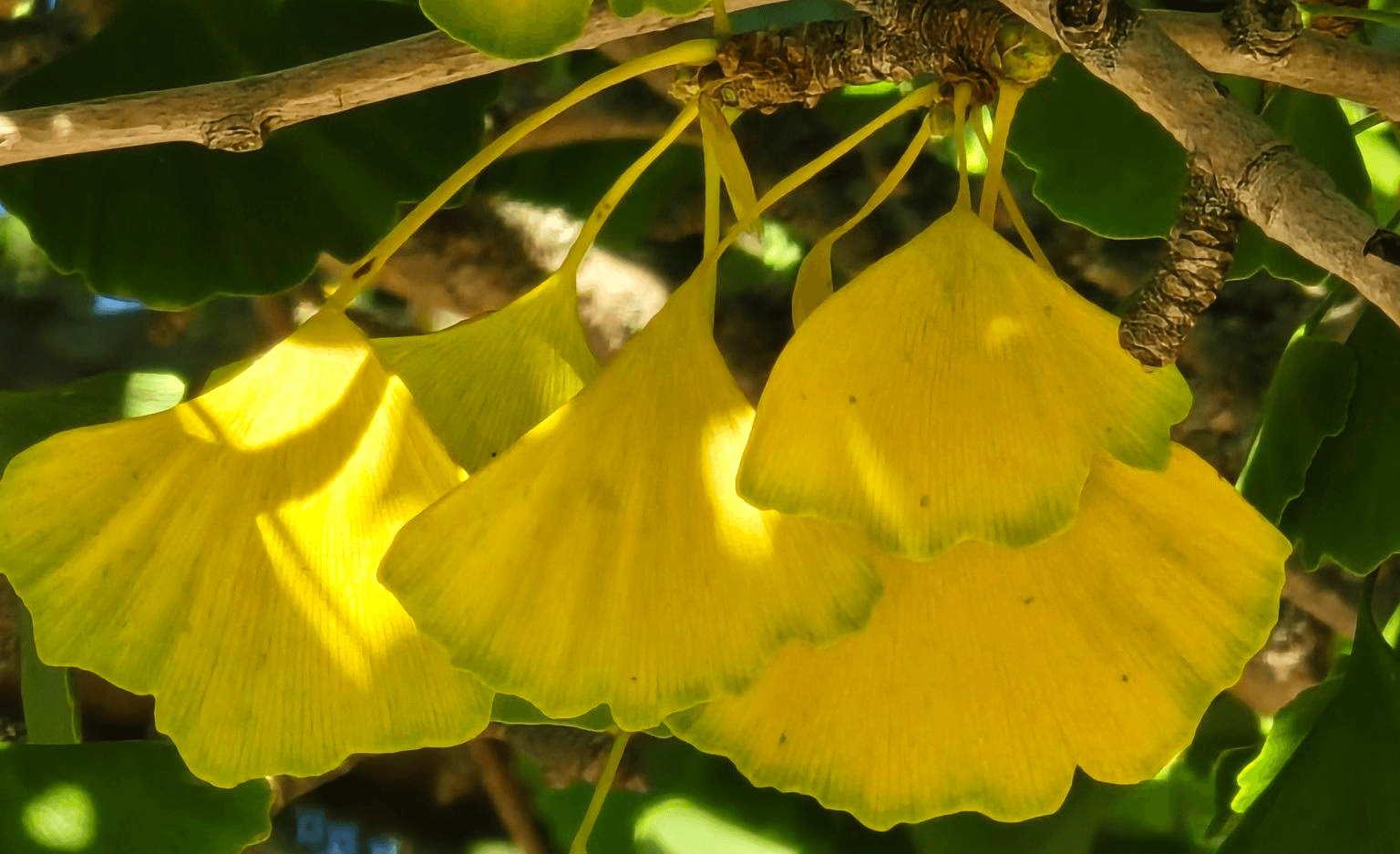 Goldgelbe Ginkgoblätter im Herbstlicht in Weimar