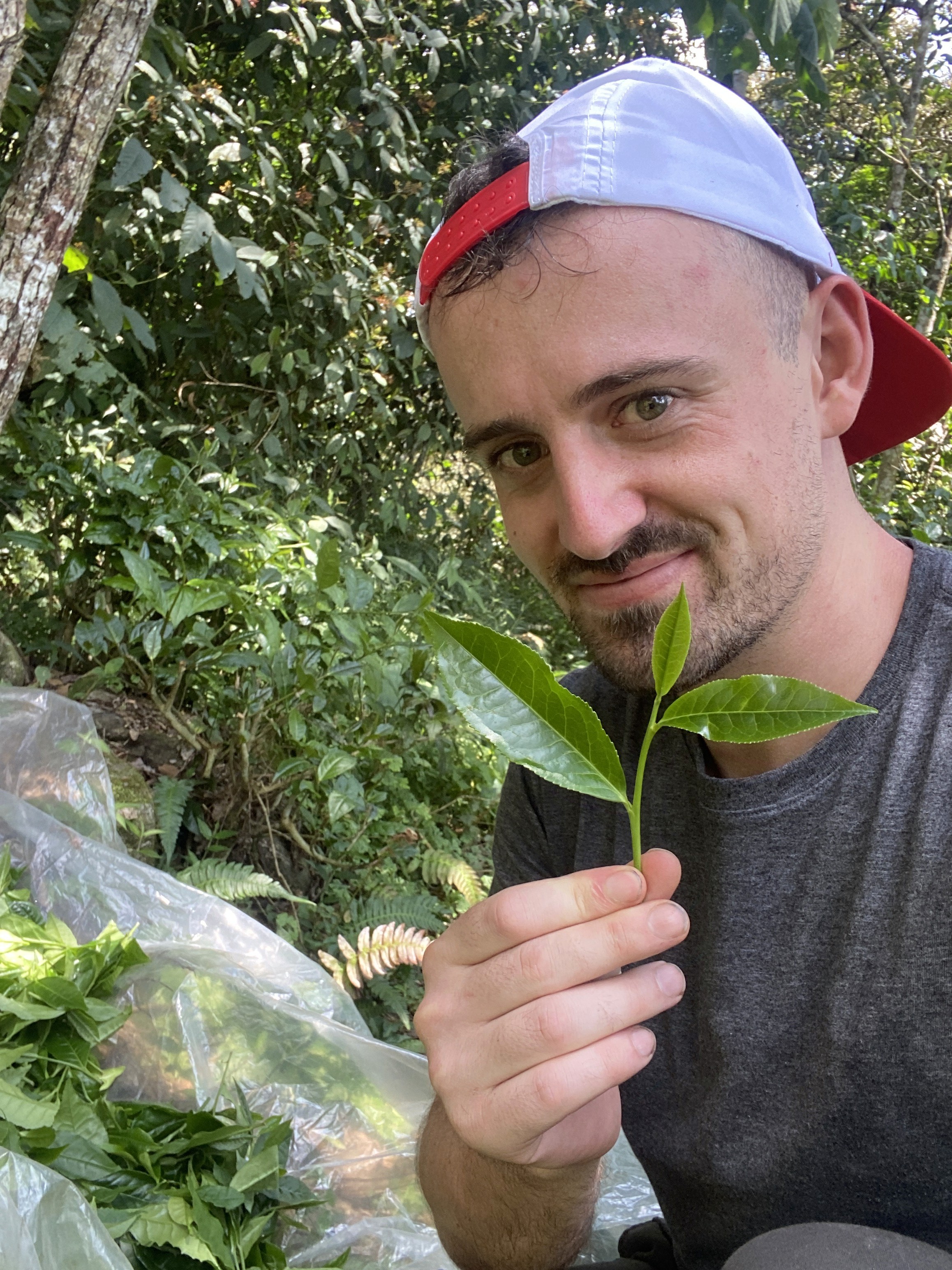 Picking Peru's First Blue Tea