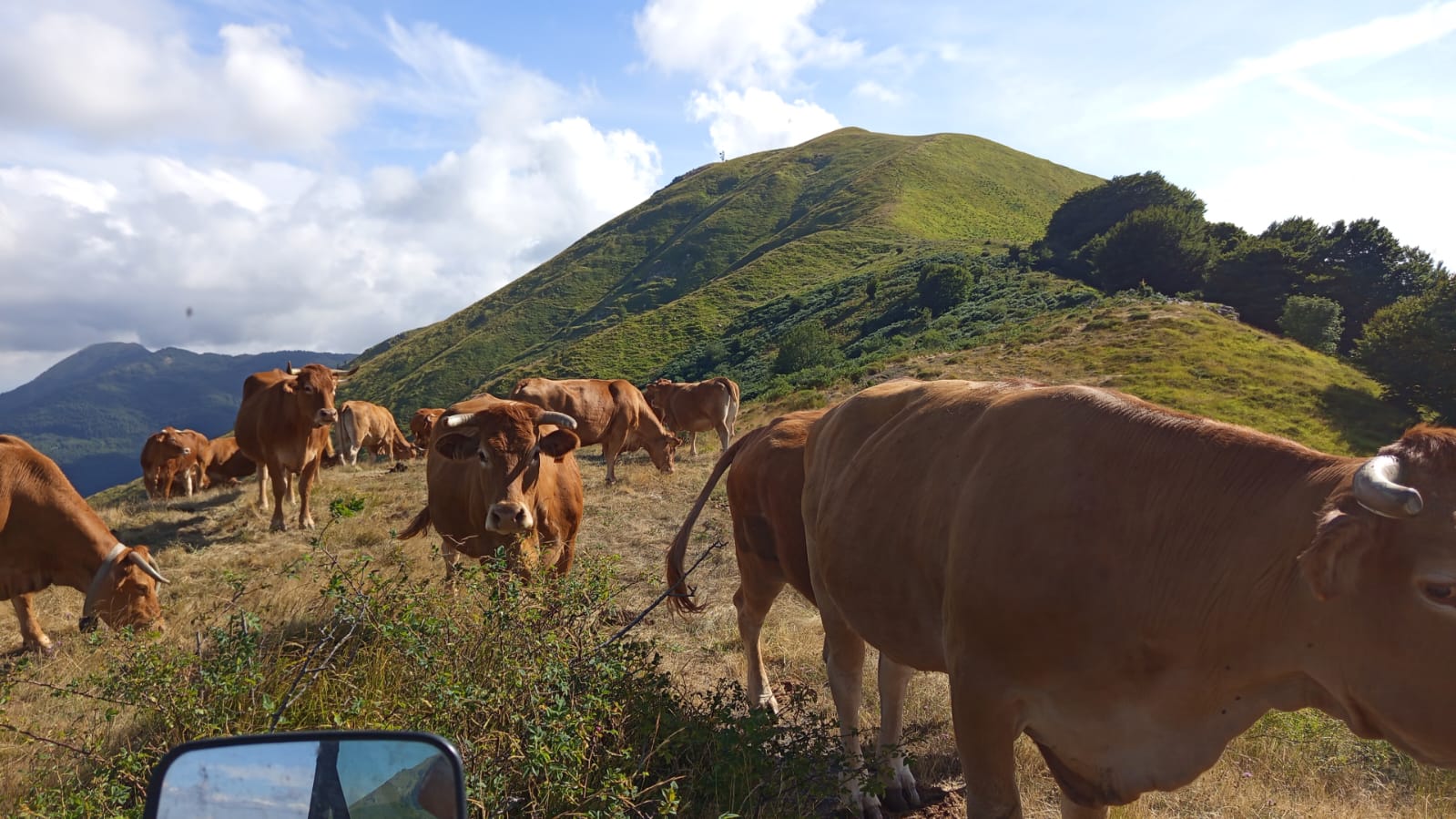 mOOvement: Cattle Tracking Solutions 