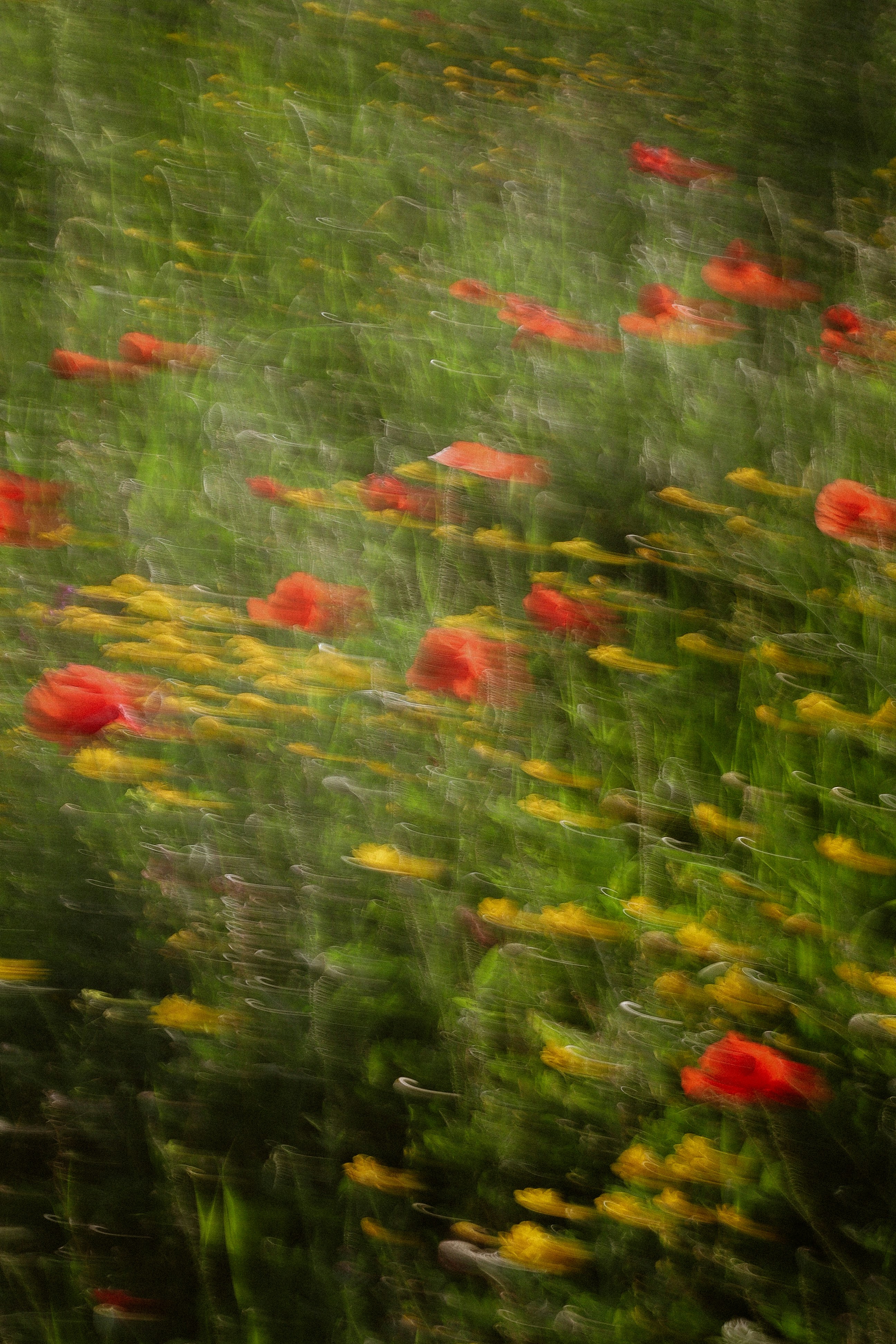 Red poppies and yellow flowers in a field.