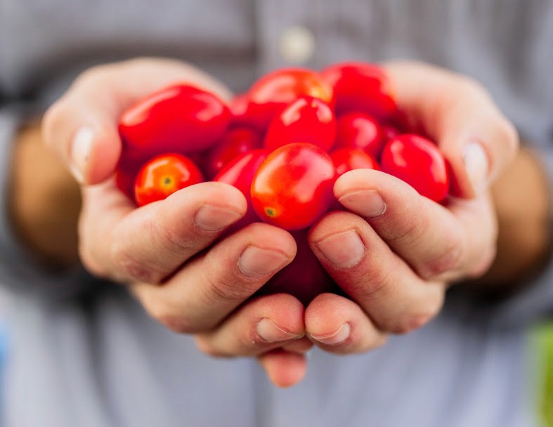 Hands holding freshly harvested grape tomatoes grown for restaurants and grocery suppliers