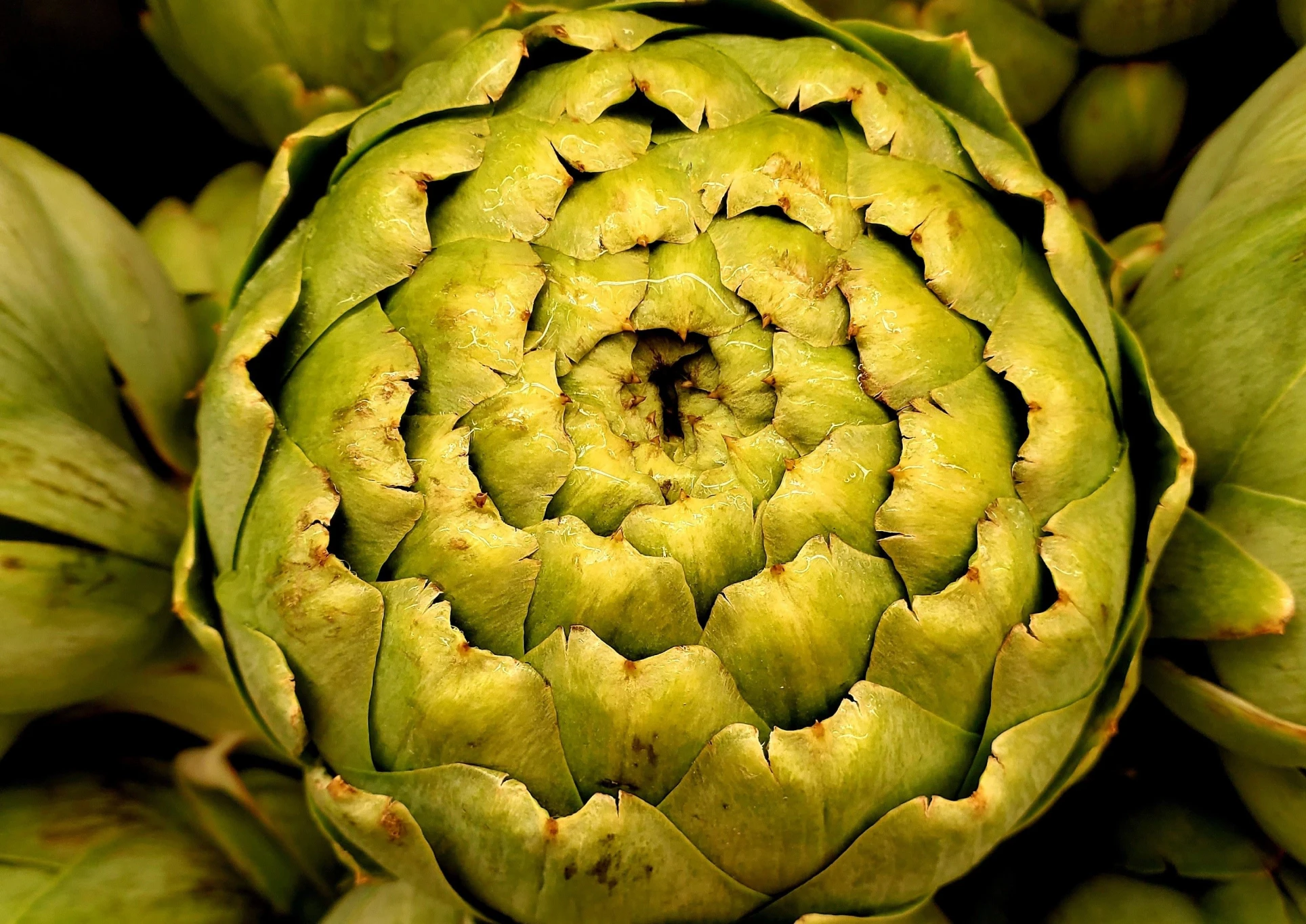 Gros plan artistique sur les feuilles d'un artichaut vert frais de Salanque.