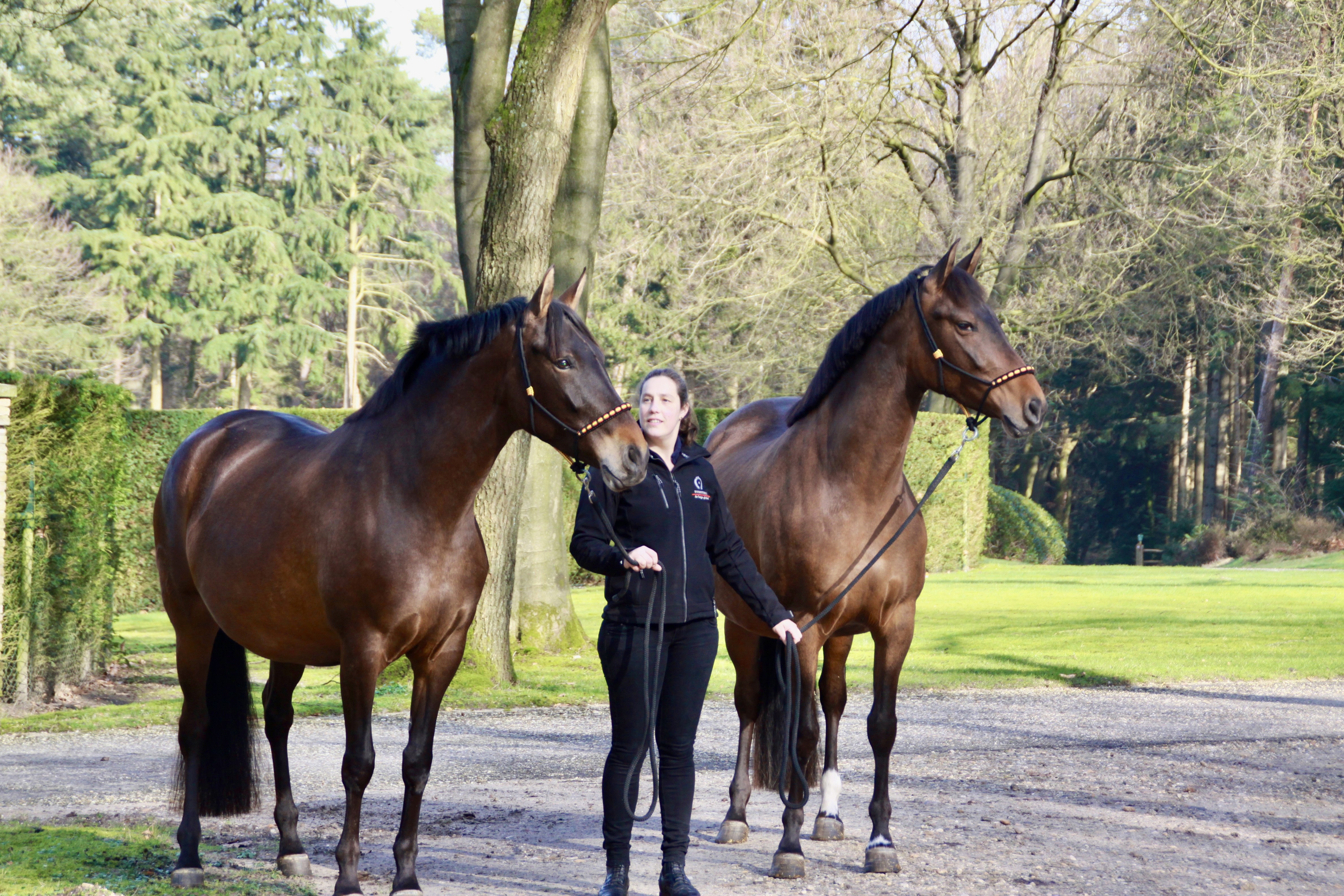 All mares beautifully pregnant