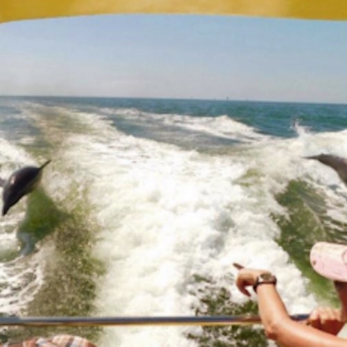 Spot the wild dolphins in the wake