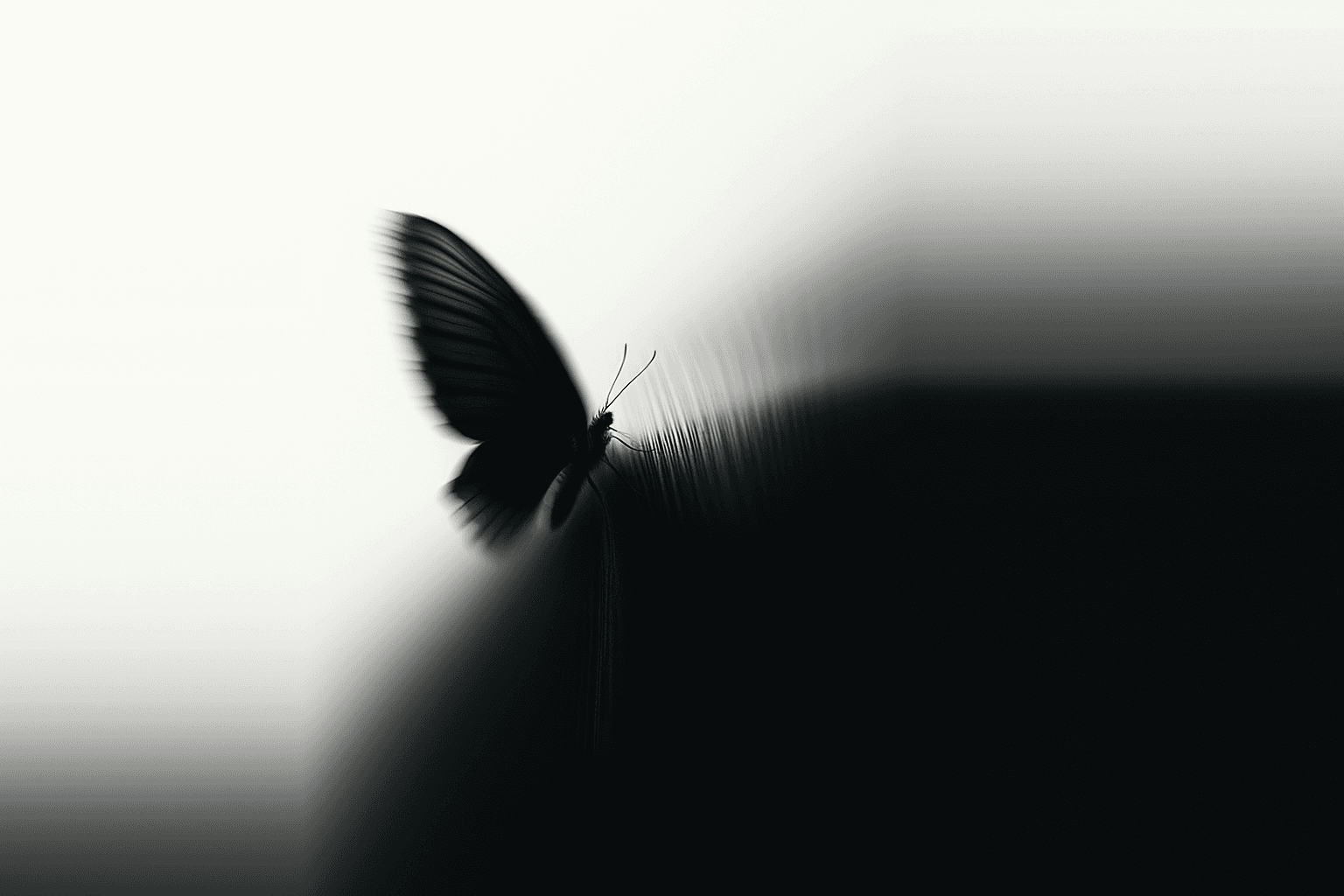 Black butterfly in high contrast against a soft white gradient background, symbolizing transformation and elegance in the Frysta Framer Template by Orbitx Supply.