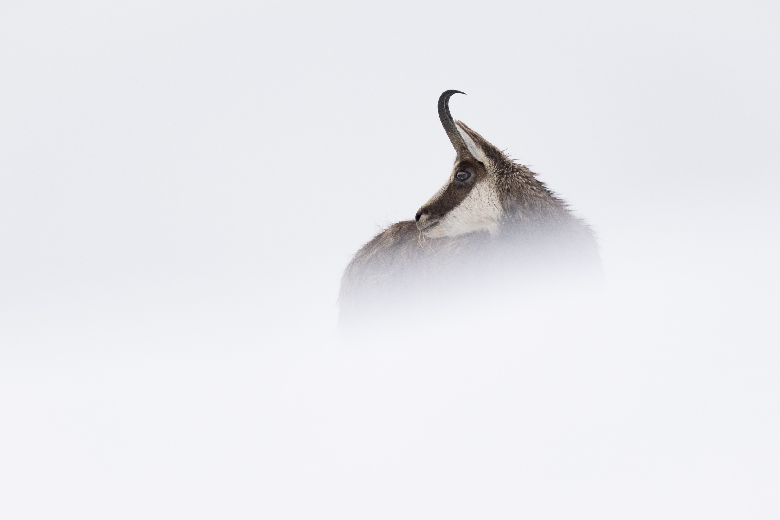 A chamois looks out from a bank of fog on a snow slope, its curved horns and dark face the only clearly defined shapes against the white.