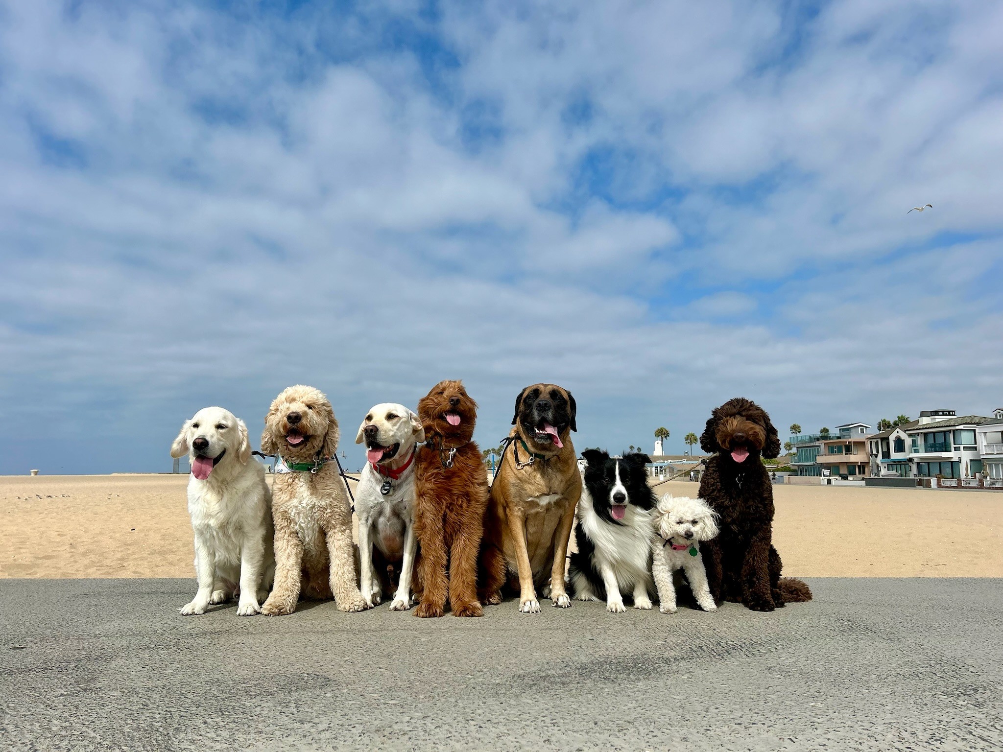 Seven dogs of various breeds sitting together on a beach in Orange County during a pack walk