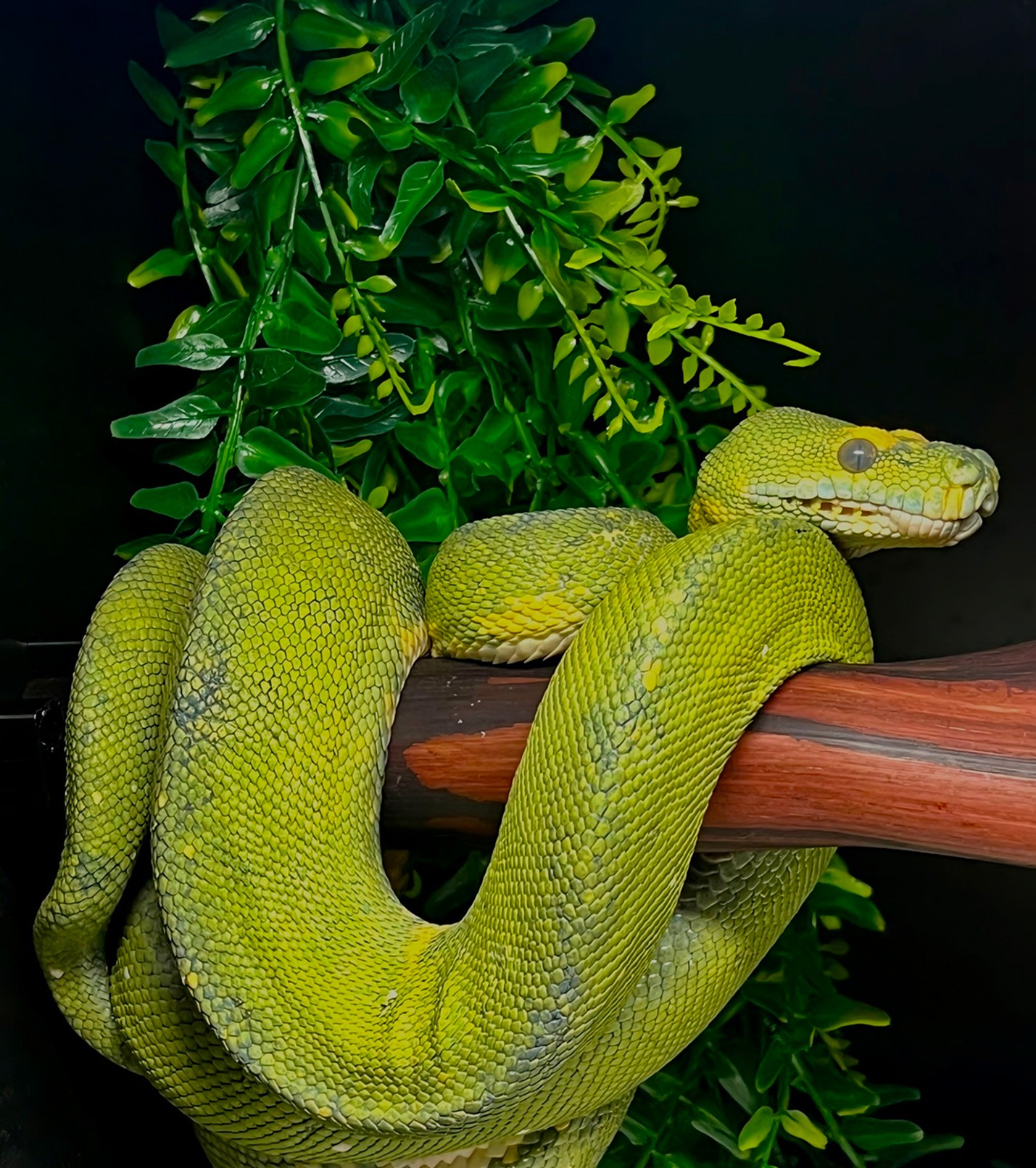 Green Fern