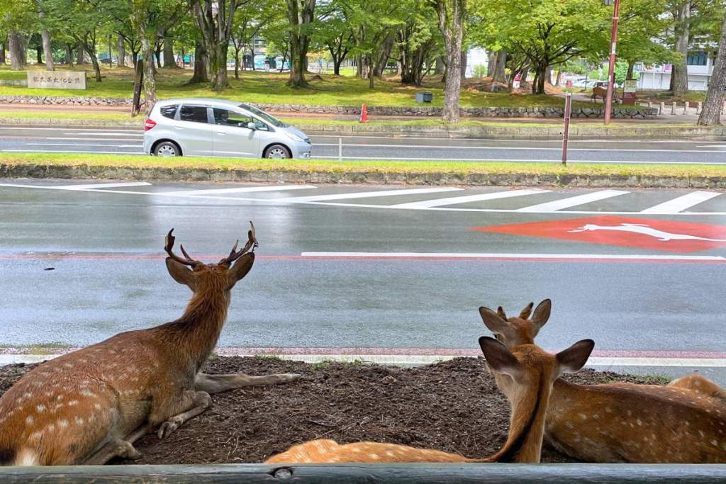 Deer watching cars go by in Nara, Japan