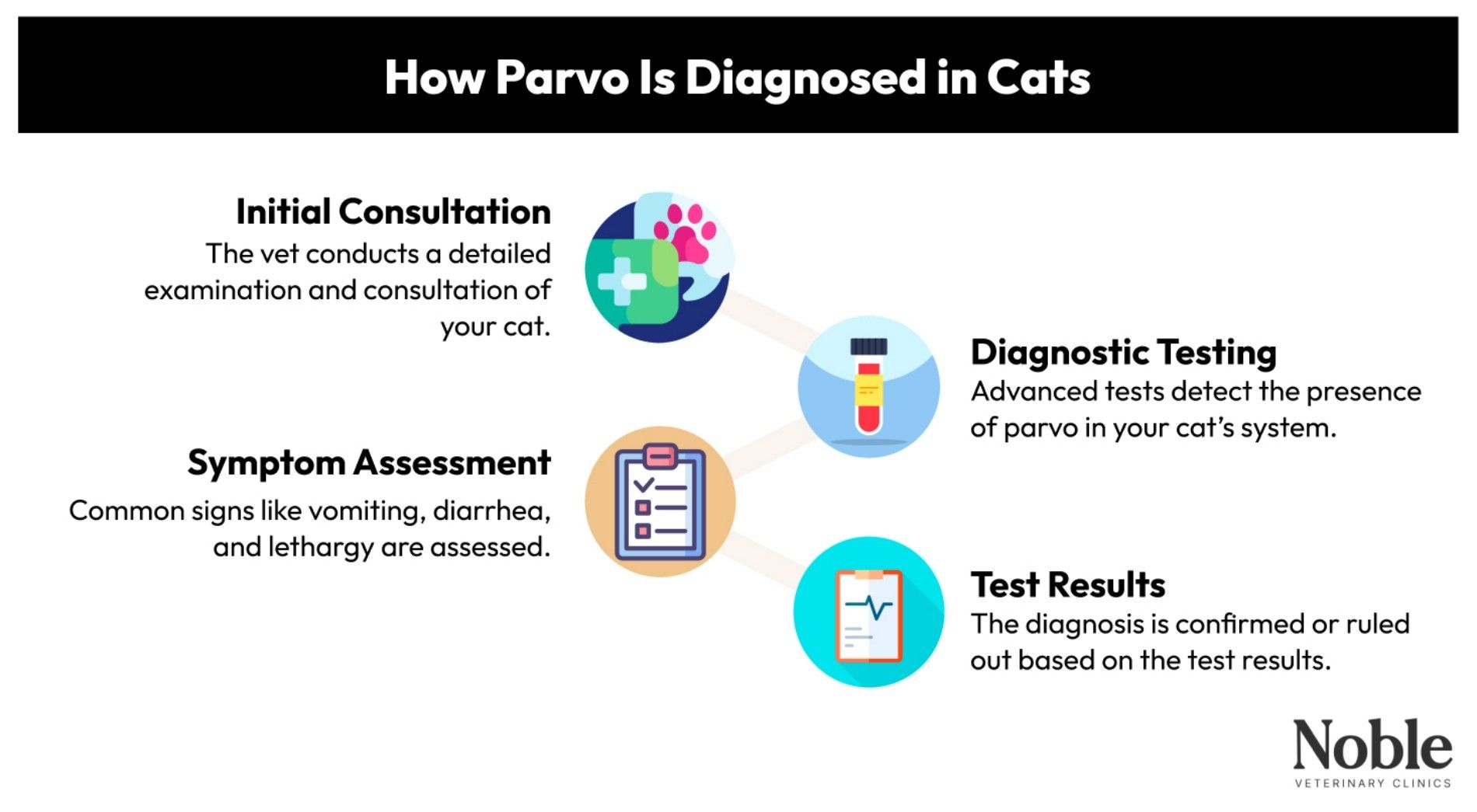 Our step-by-step process of diagnosing parvo in cats