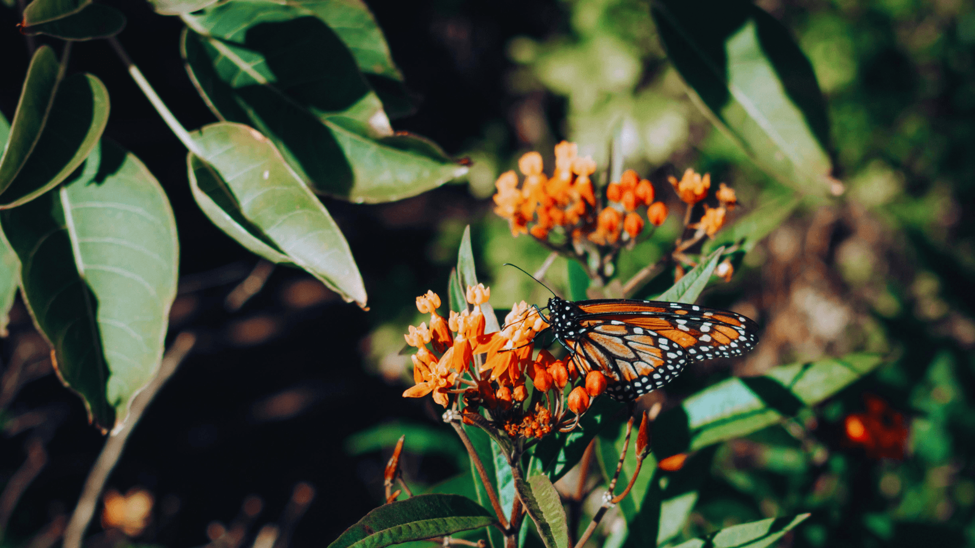 Ekosistem dengesini ve biyoçeşitliliği simgeleyen, turuncu çiçekler üzerinde polen toplayan Monarch kelebeği yakın çekim doğa fotoğrafı.