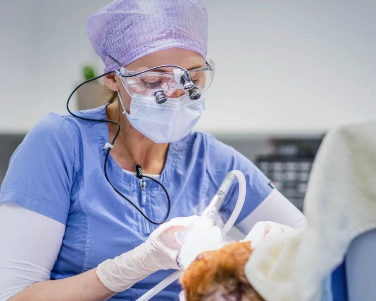 Boardzertifizierte Fachtierärztin für Zahnmedizin, Frau Dr. Eva Gasymova, bei einer Operation.