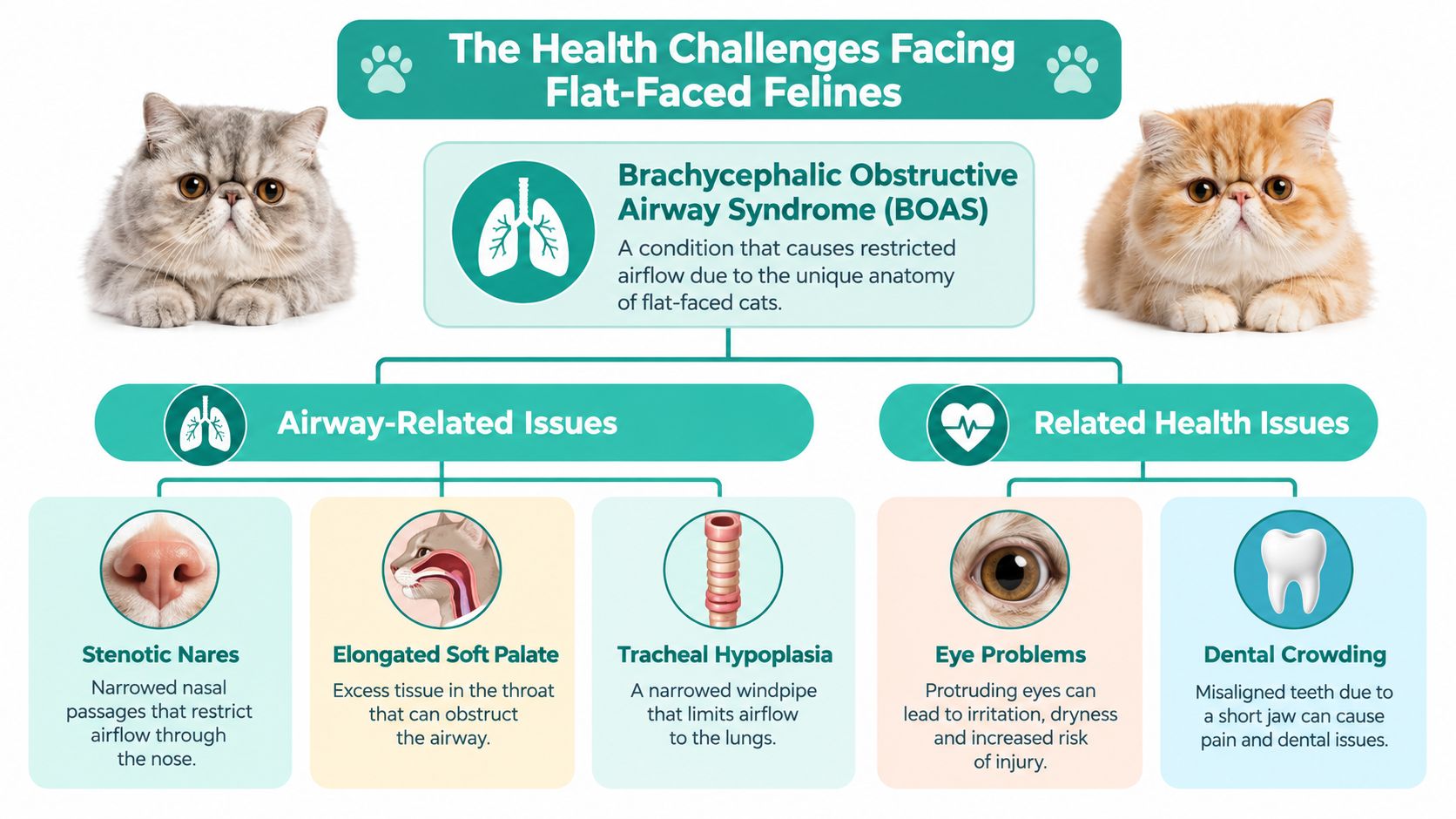 An infographic detailing health conditions like BOAS, respiratory, eye, and dental issues in flat-faced cat breeds.