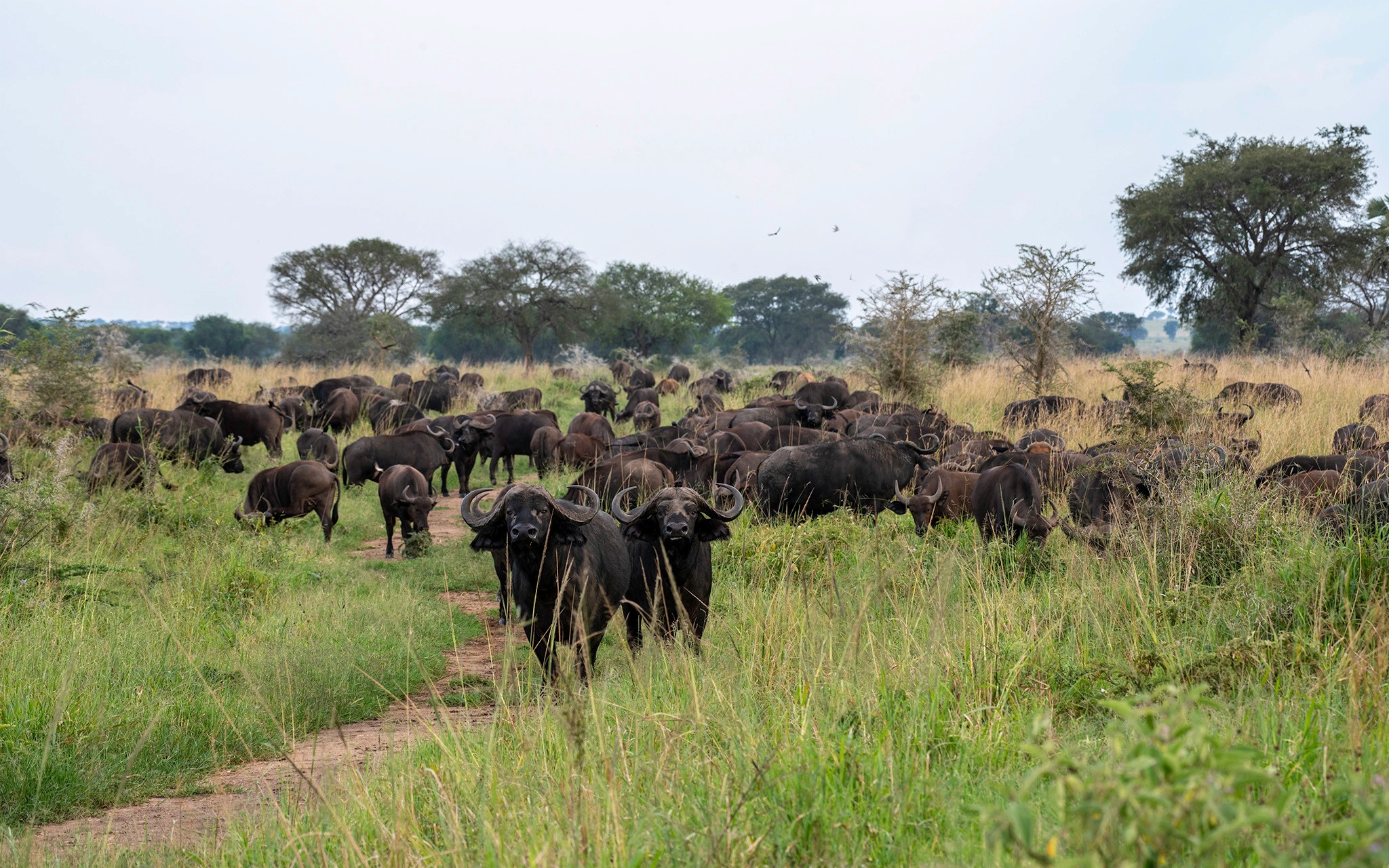 A buffalo herd in Kidepo Valley