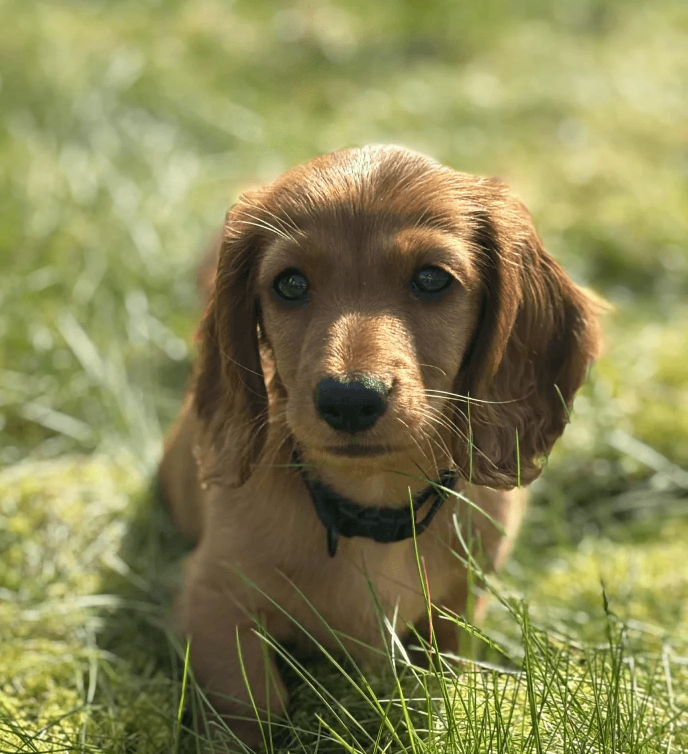 long-coated brown puppy selective focus photo