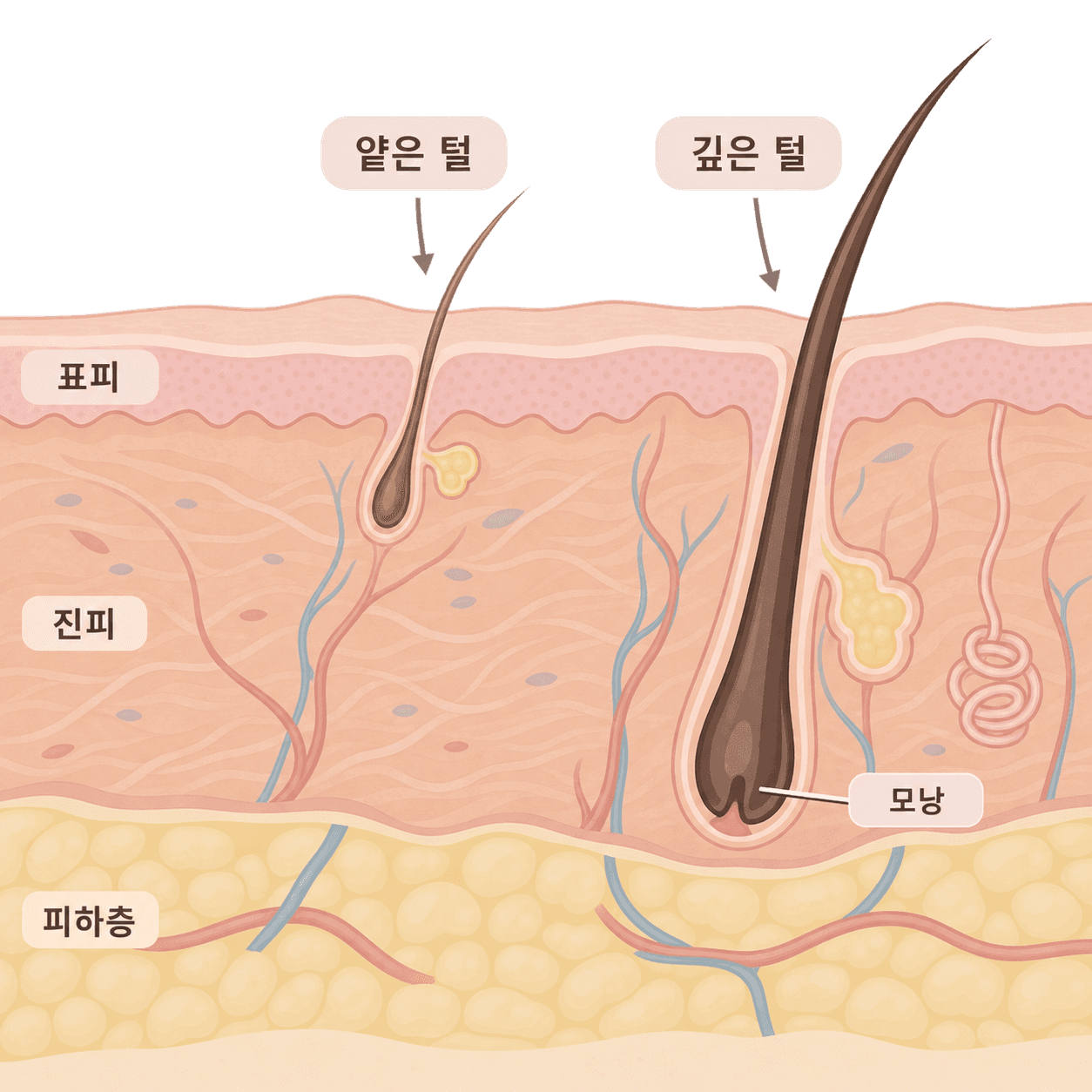 털이 있는 깊이에 따라 닿아야 하는 깊이도 달라져요