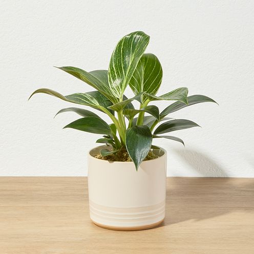 Philodendrom Birkin Plant 