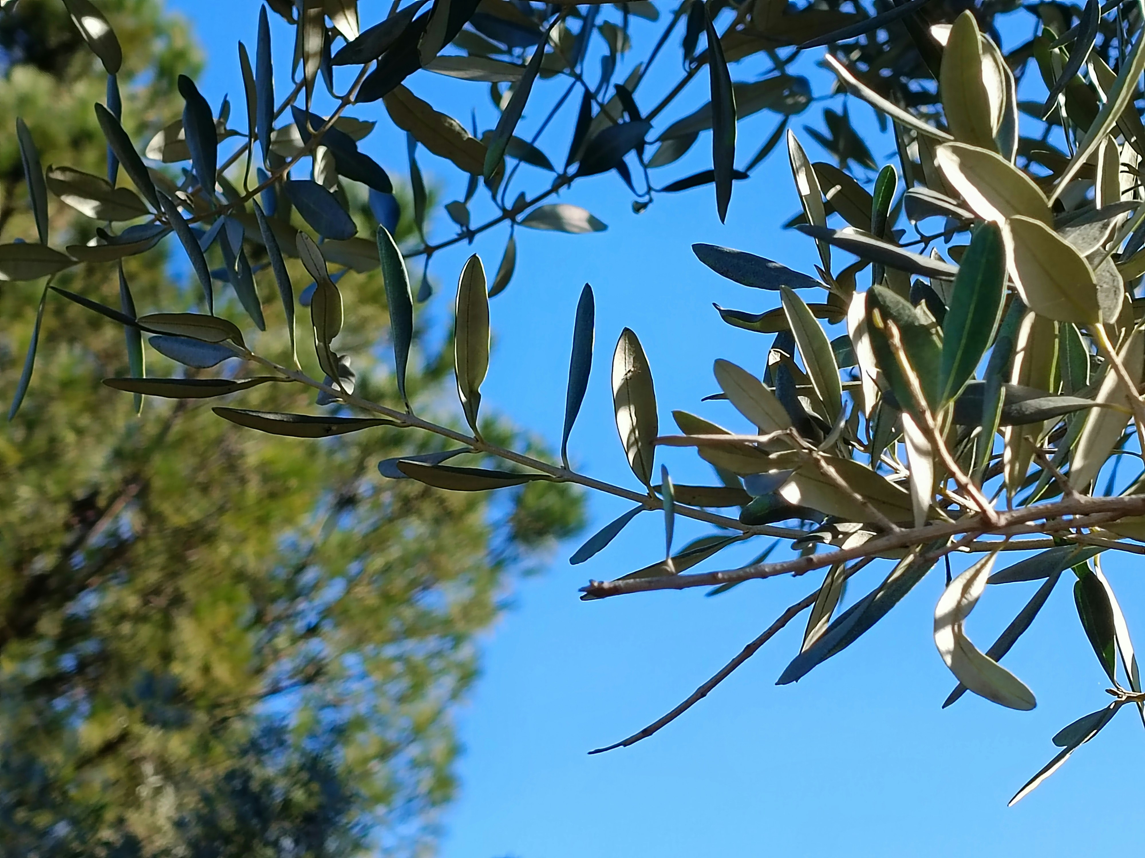 a branch of an olive tree with lots of leaves
