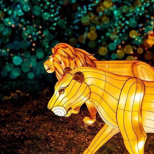 אורות גן החיות של מיאמי