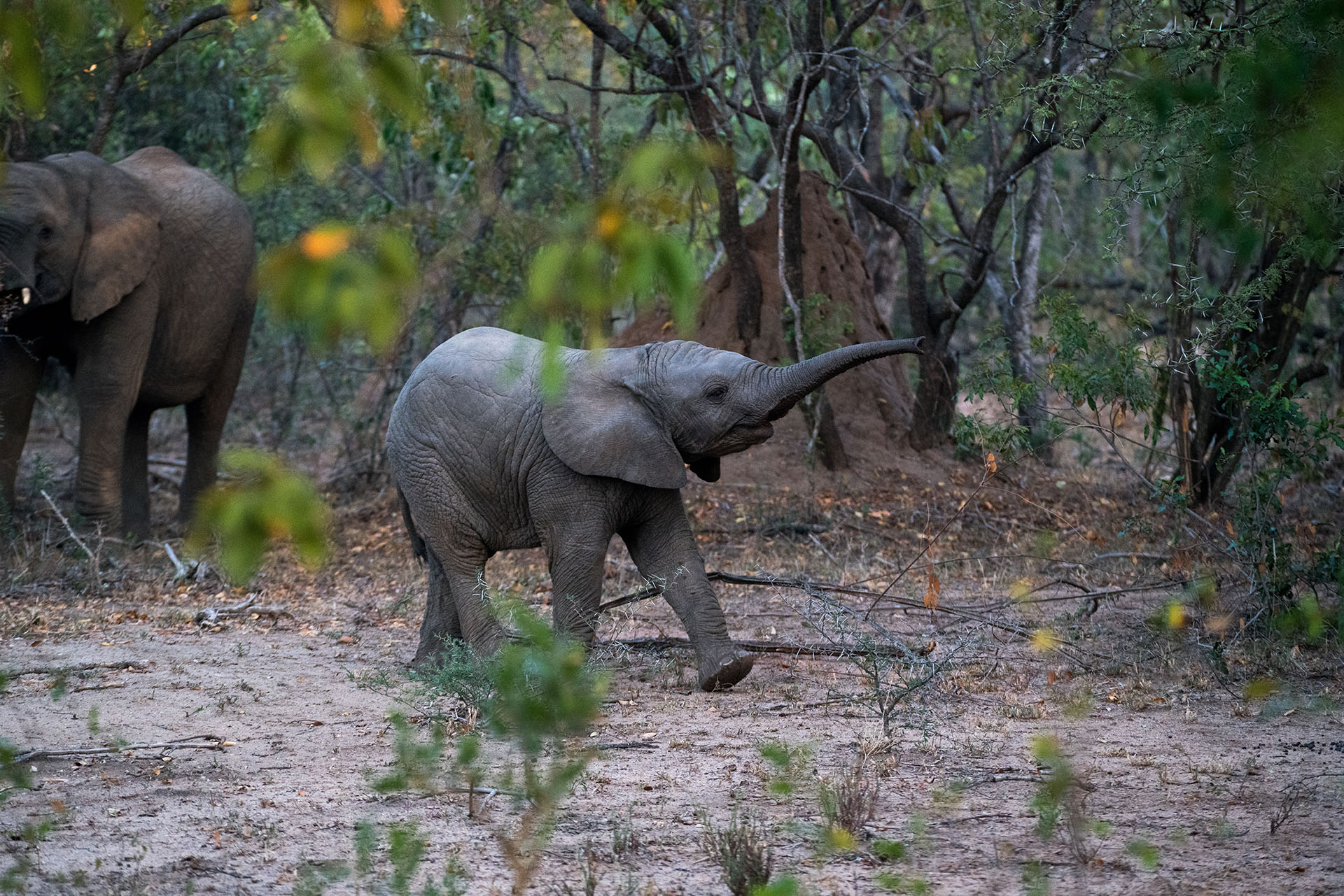 An elephant in the wild