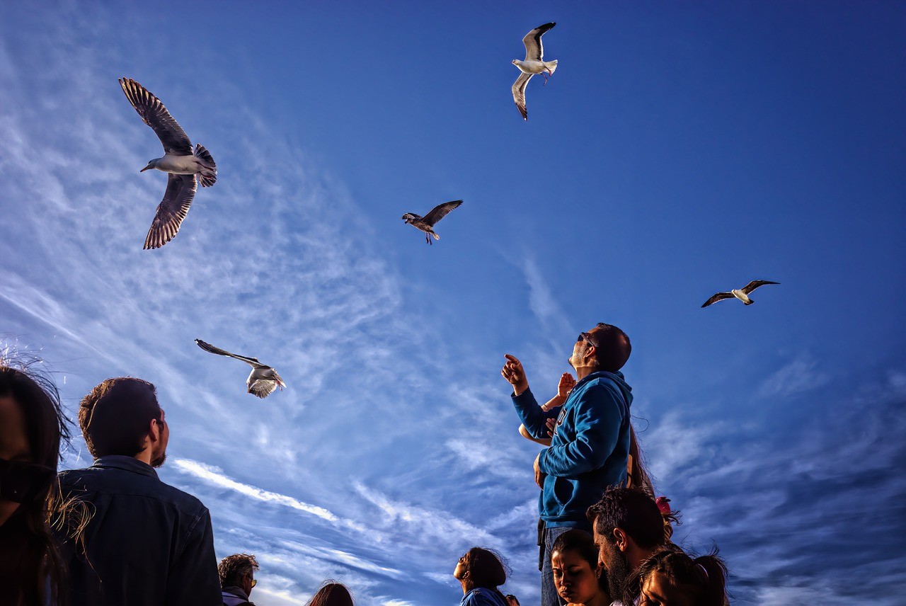 seagulls,-nature,-gulls,-birds,-tourists,-sky - iulian_ursache (pixabay)