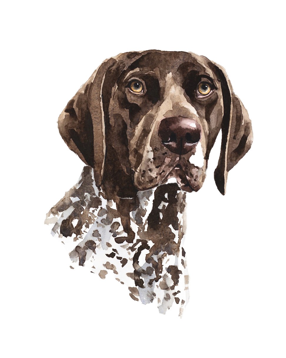 Watercolour painting of English Pointer