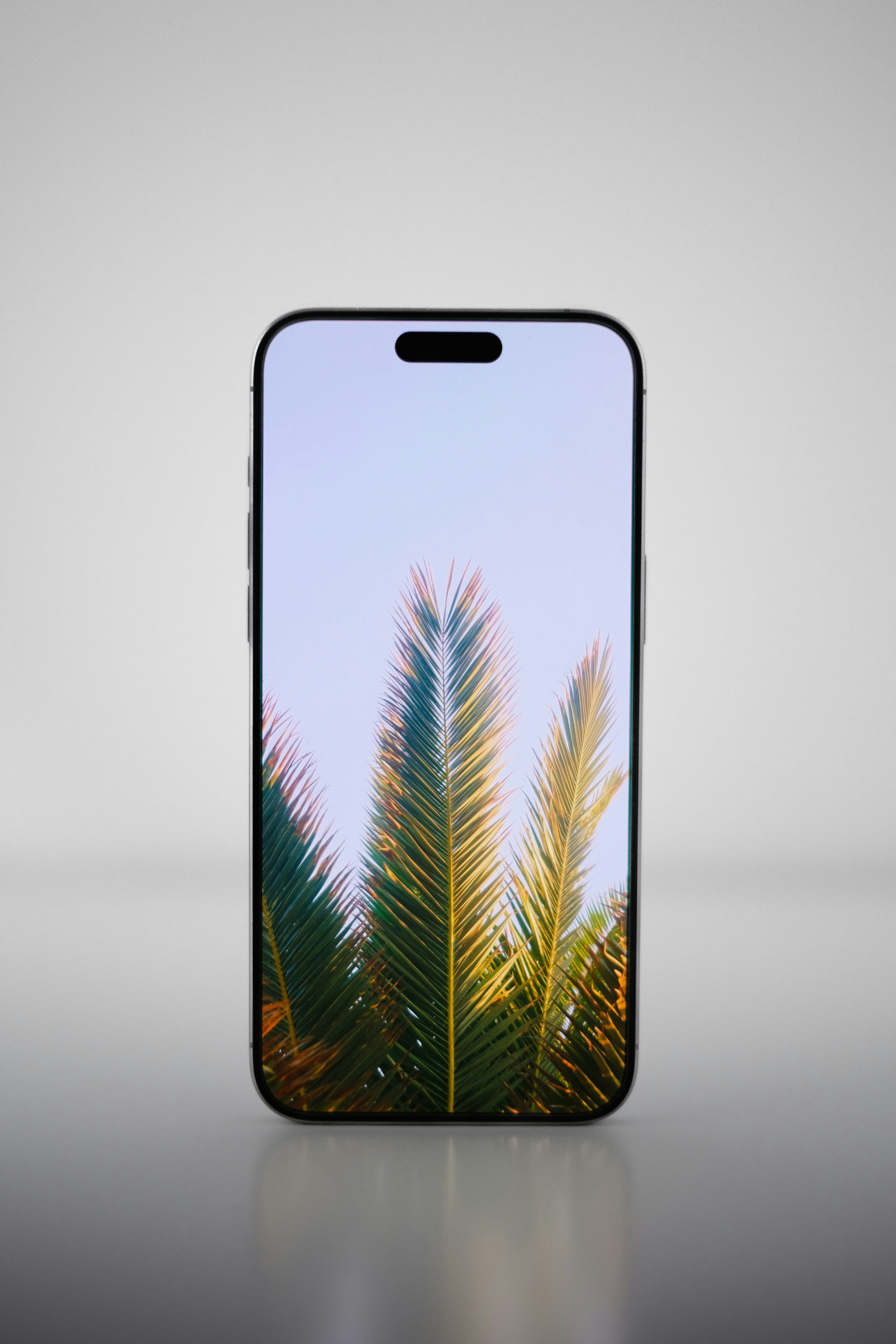 A phone case with a picture of a palm tree