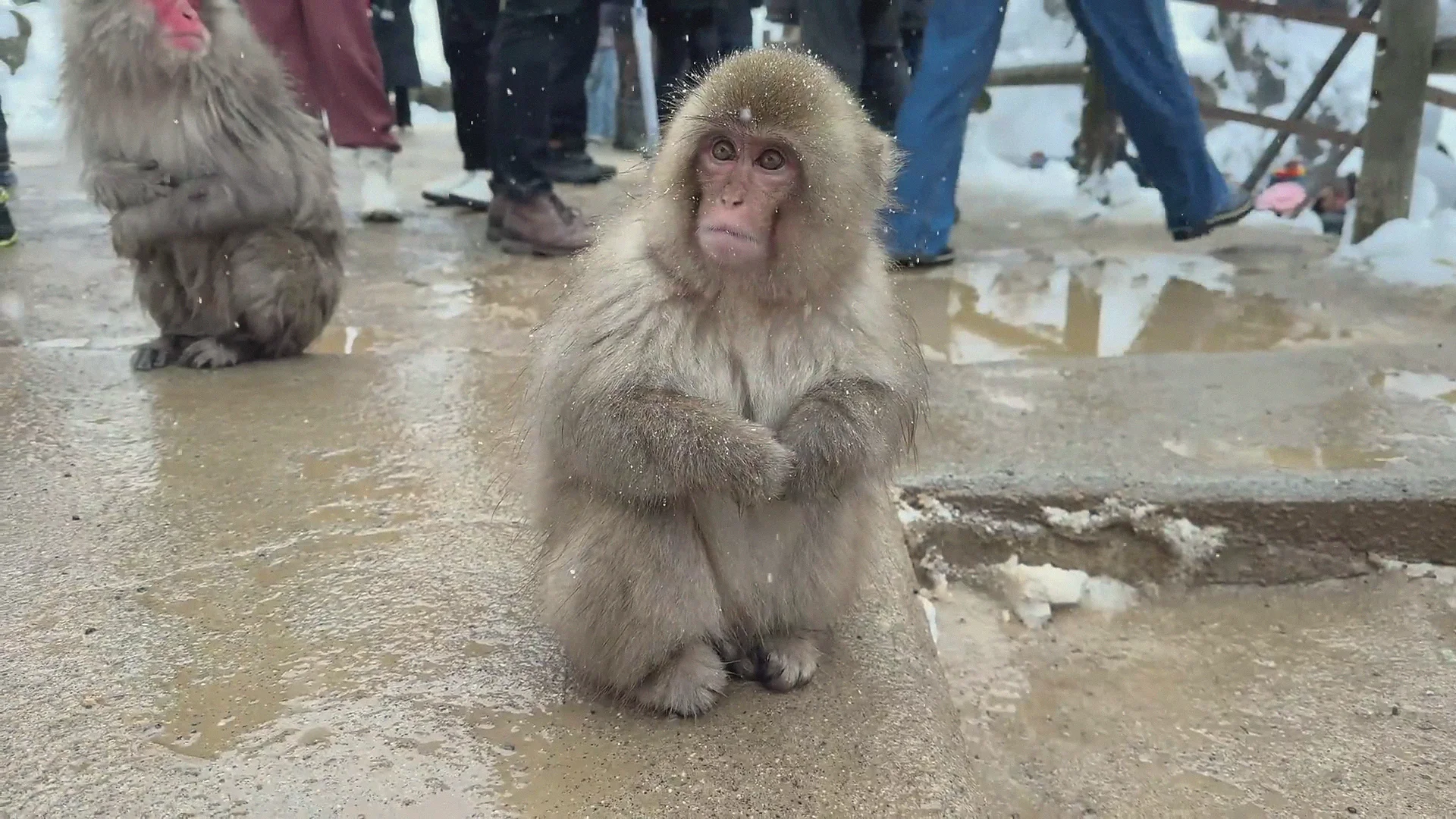 A young snow monkey sits on the wet walkway just feet from visitors at Jigokudani Monkey Park in winter.