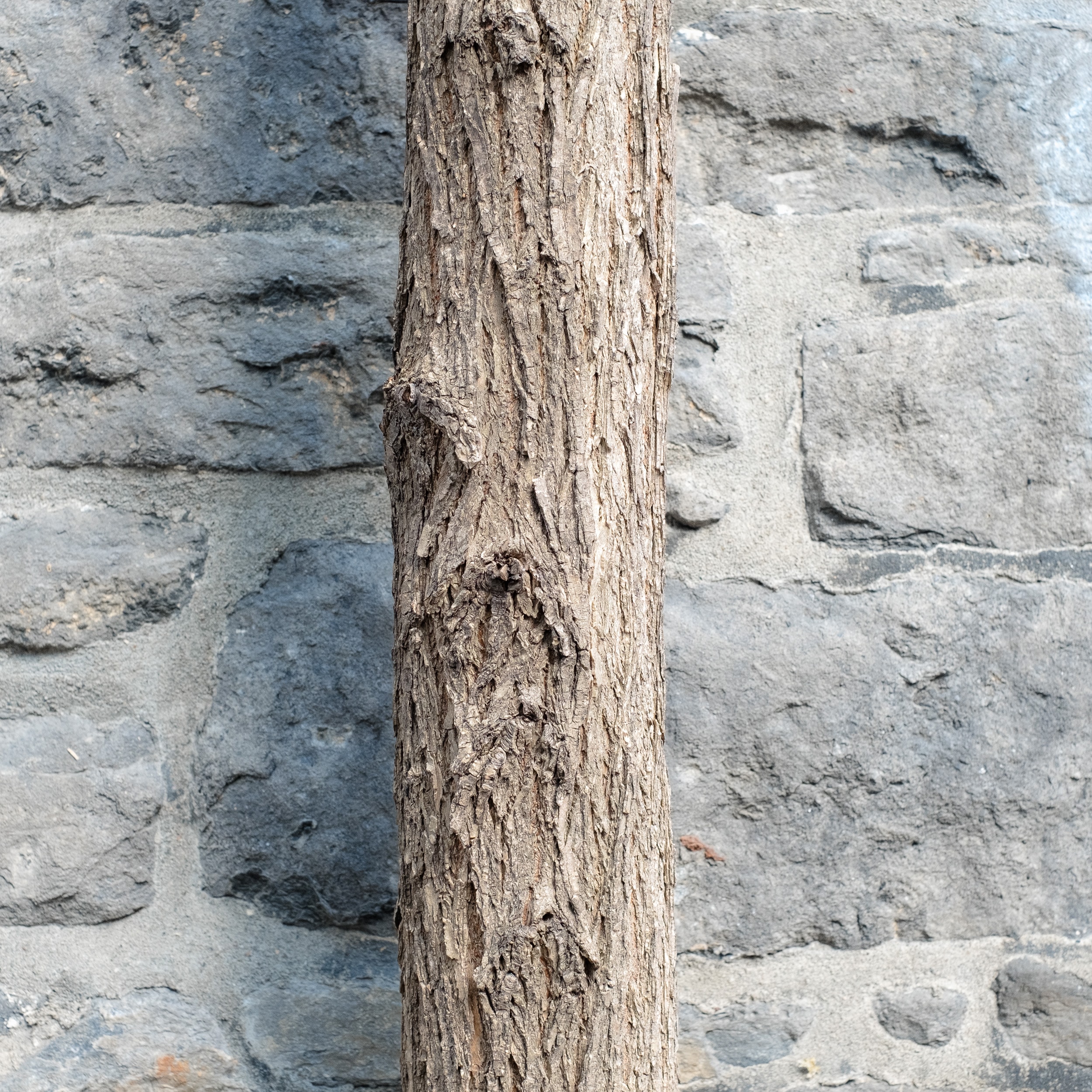 A tree stands in front of a gray stone wall. Natural elements contrast with stone.