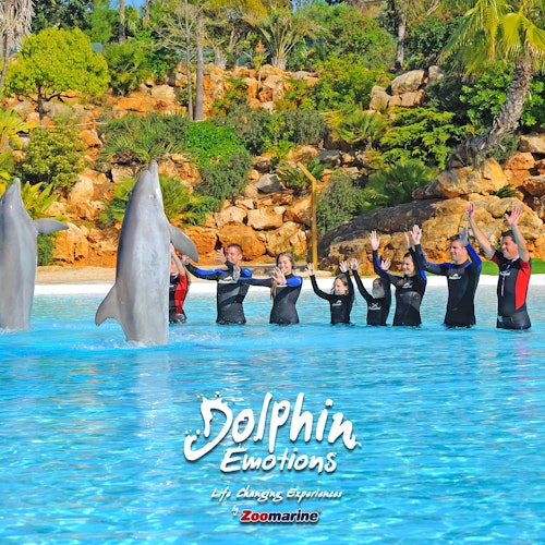 Experiencia con Delfines en Zoomarine