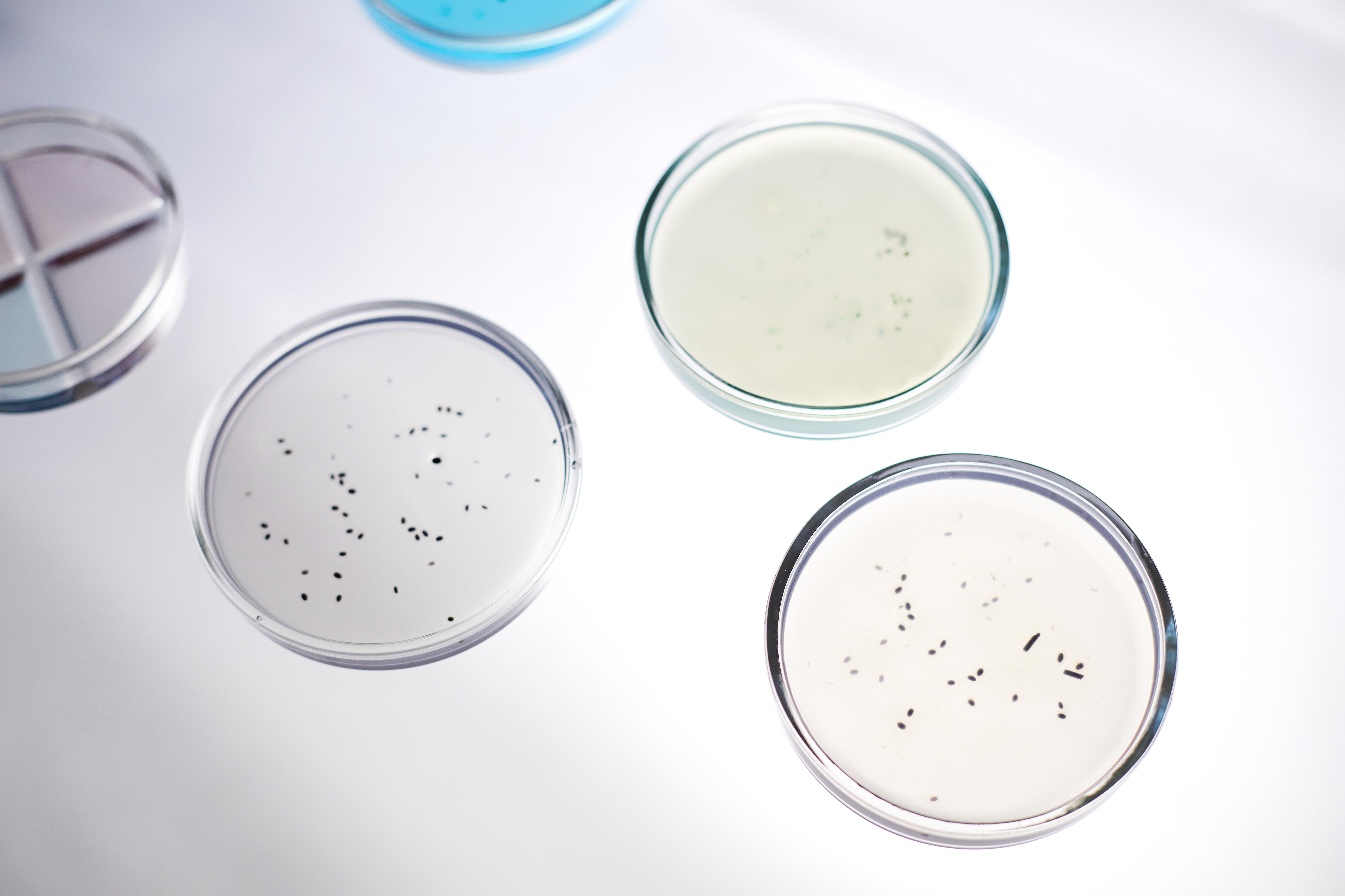 The image featured in the middle of the about us page