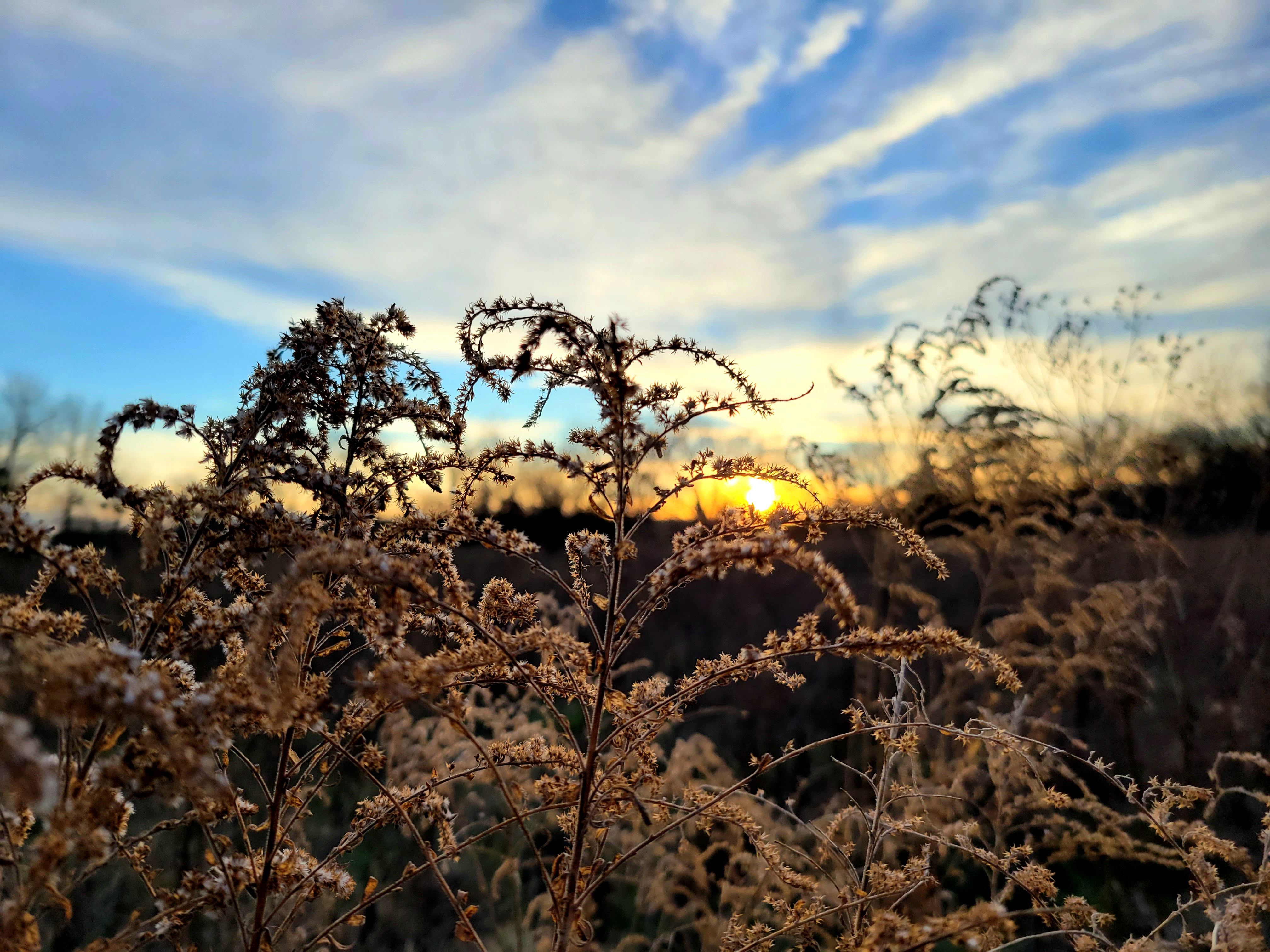 Fresh wild greens and berries in a wooden bowl, representing the hands-on results of Foraging Academy’s certification classes.