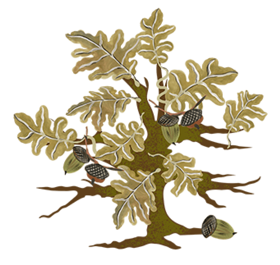 oak tree illustration