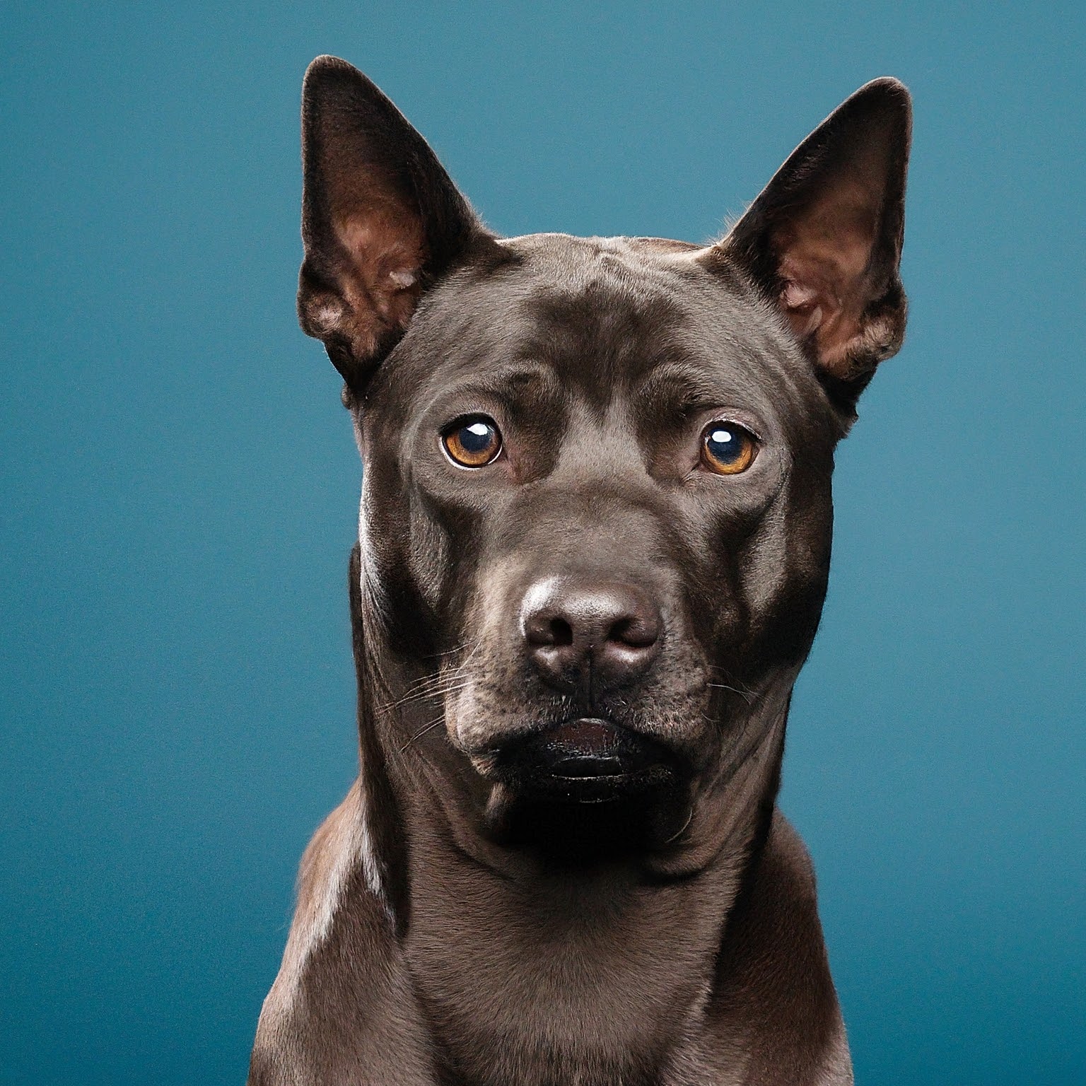 BUDDYUNO, Thai Ridgeback