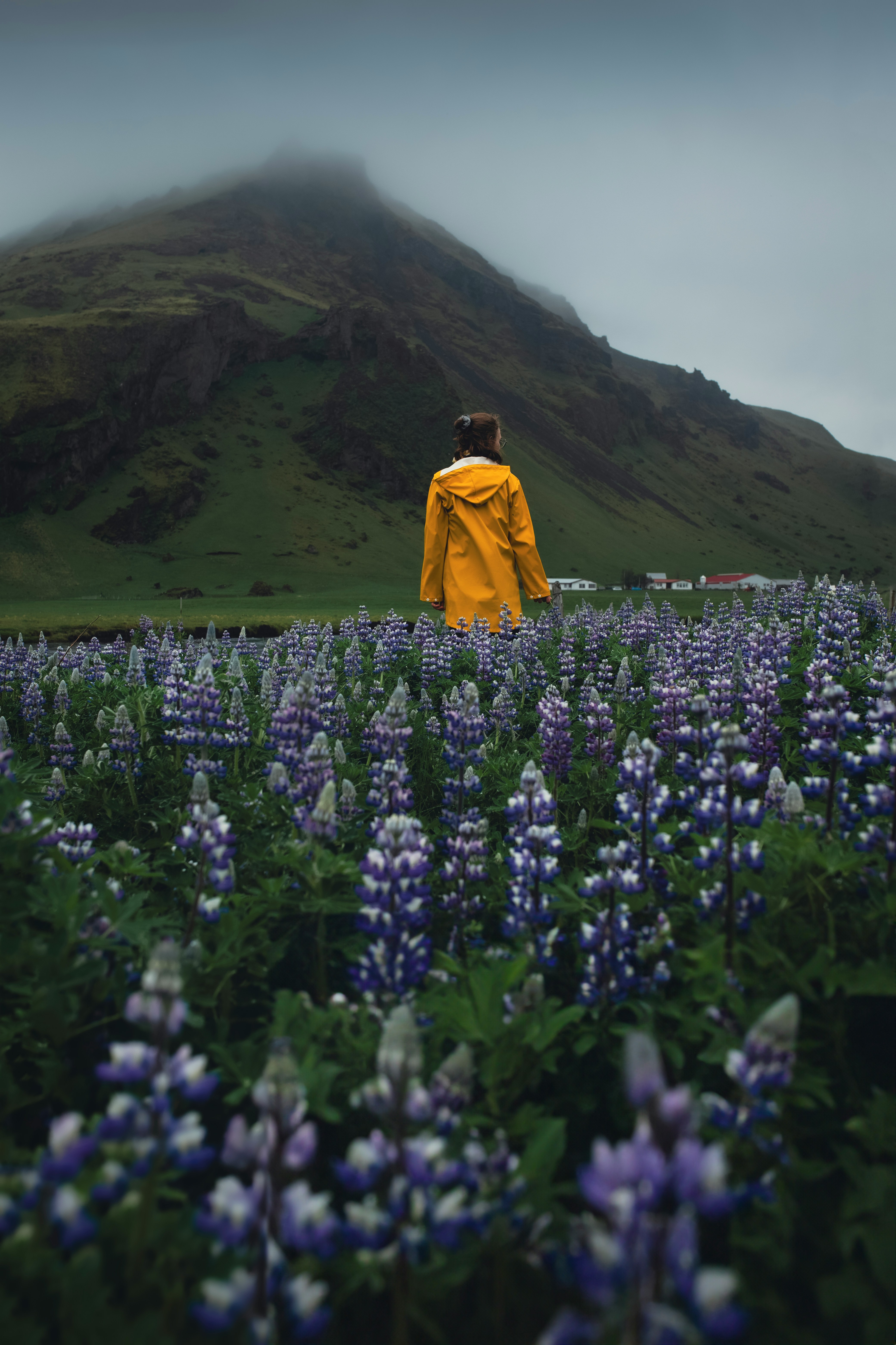 A lone figure in a yellow jacket stands among vibrant purple flowers, with a mountain backdrop under a cloudy sky.