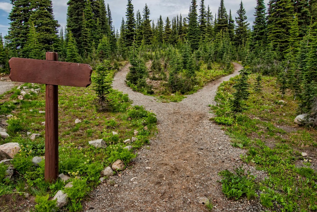 A bike standing on the side of a path in the woods