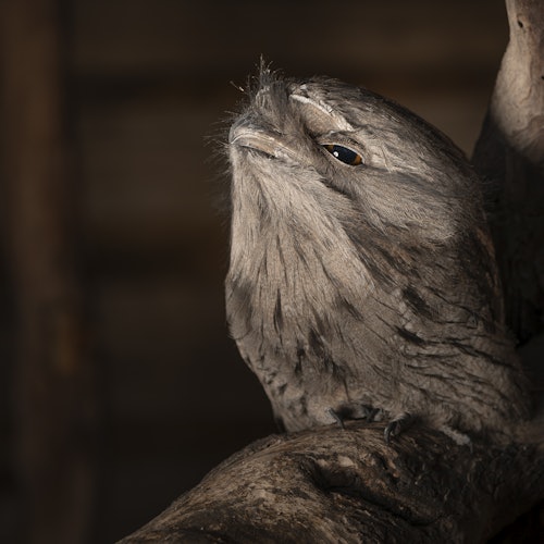 A brown, camouflaged bird with closed eyes blends into the tree branch it perches on, against a dark, blurred background.