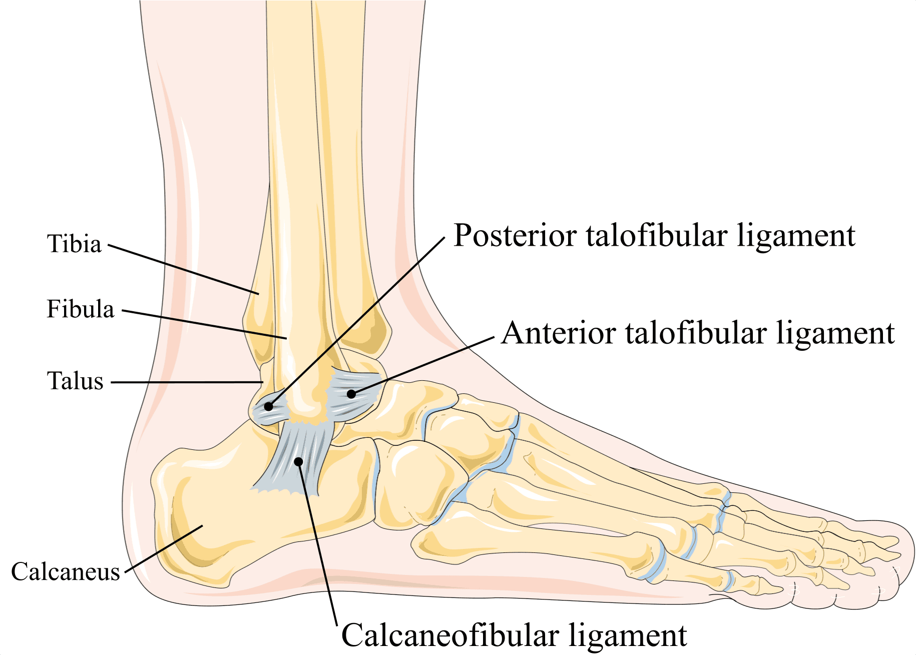 Ankle Ligament Reconstruction illustration