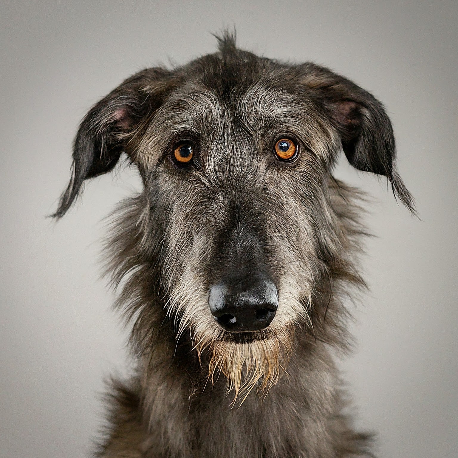 BUDDYUNO, Scottish Deerhound