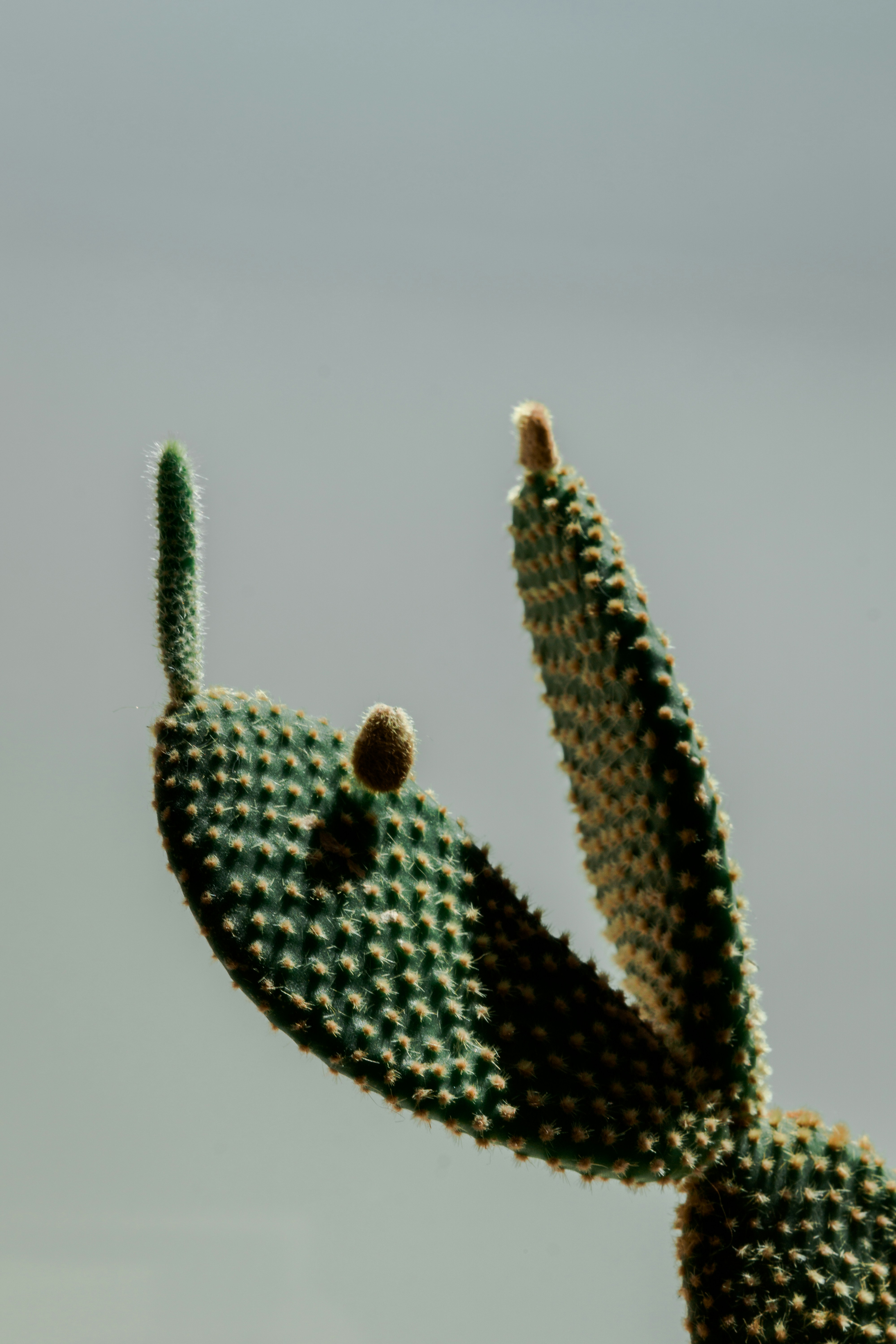 green and brown cactus plant
