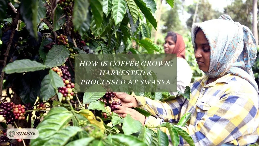 How Is Coffee Grown, Harvested & Processed at Swasya