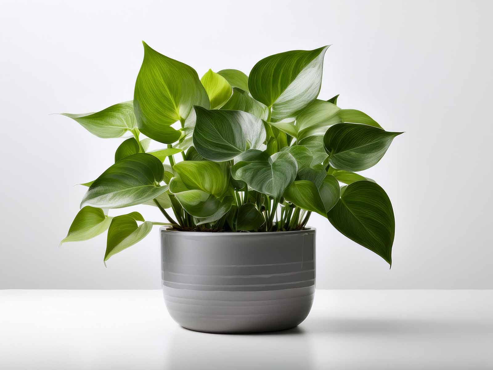 Jade Pothos plant with deep green, glossy leaves in a modern St. Louis office, supplied by Tropical Decor