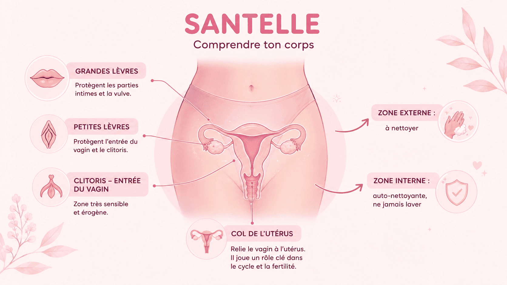 anatomie femenin